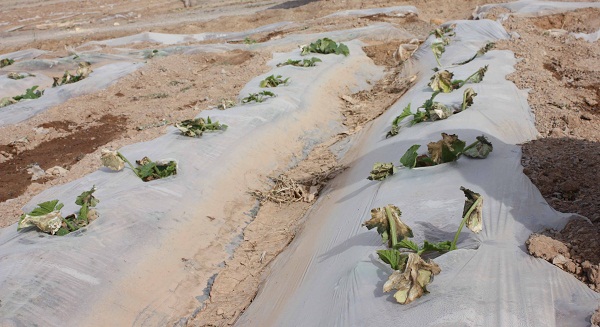 پلاستیک زیست تخریب پذیر در کشاورزی