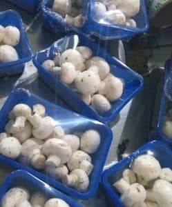 سيلوفان الطعام، سيلوفان الطعام المرن، مبيعات سيلوفان الطعام، سيلوفان واقي للطعام، إنتاج سيلوفان الطعام، سيلوفان الطعام المرن، سيلوفان واقي للطعام، سعر لفات سيلوفان الطعام، سيلوفان الطعام، إنتاج سيلوفان الطعام، سيلوفان الطعام المرن، مصنع سيلوفان الطعام، سيلوفان محلي الصنع، محلي الصنع تمدد، لف السيلوفان