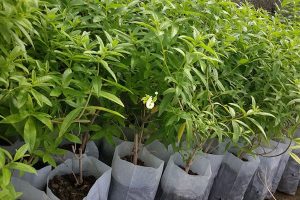 پلاستیک کشت نهال