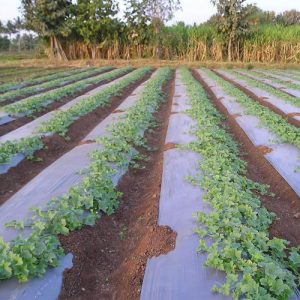 Thick nylon, thick table nylon, thick packaging nylon, thick greenhouse nylon, thick swimming pool nylon, thick nylon for windows, thick nylon price, thick nylon price per meter