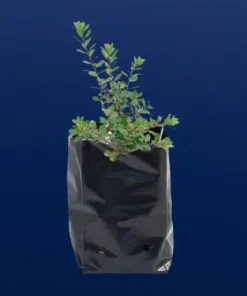پلاستیک کشت نهال