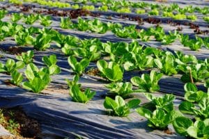 نشارة النايلون الأسود