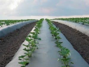 نشارة النايلون الأبيض