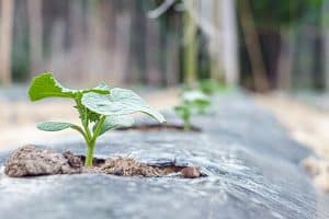 الزراعة تحت النايلون