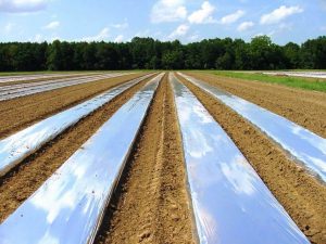 کشت زیر پلاستیک