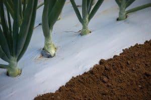 نایلون صیفی جات سفید