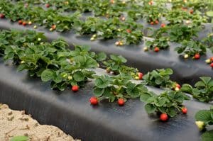 نایلون صیفی جات سیاه