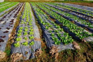 پلاستیک کشت صیفی جات